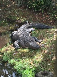 High angle view of turtle on field