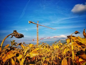 View of plants against blue sky