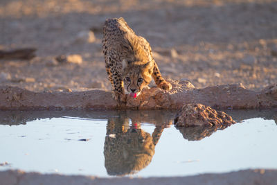 Close-up of a cat drinking water