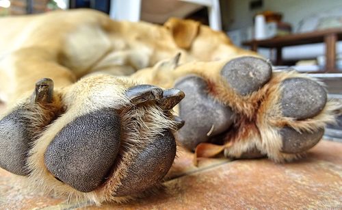 Close-up of a dog sleeping