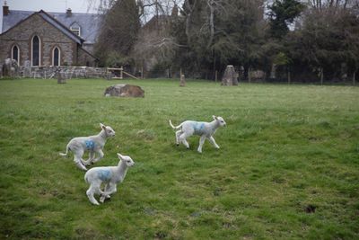 Spring lambs loving new life in spring at avebury