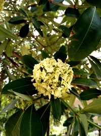 Close-up of flowering plant