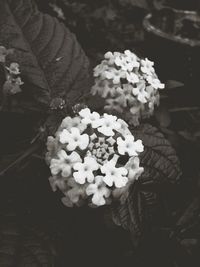 Close-up of white flowers