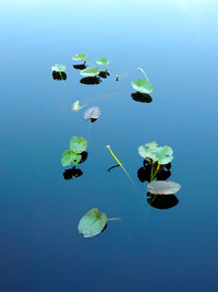 Spatterdock on a still day