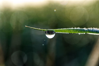 Close-up of water drops on plant