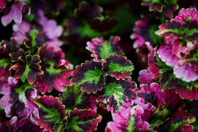 Close-up view of multicolored coleus leaves