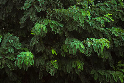 Close-up of fern in forest