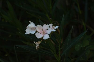 Close-up of white flowering plant