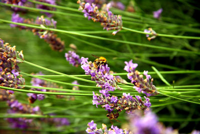 Close-up of bee pollinating on lavender