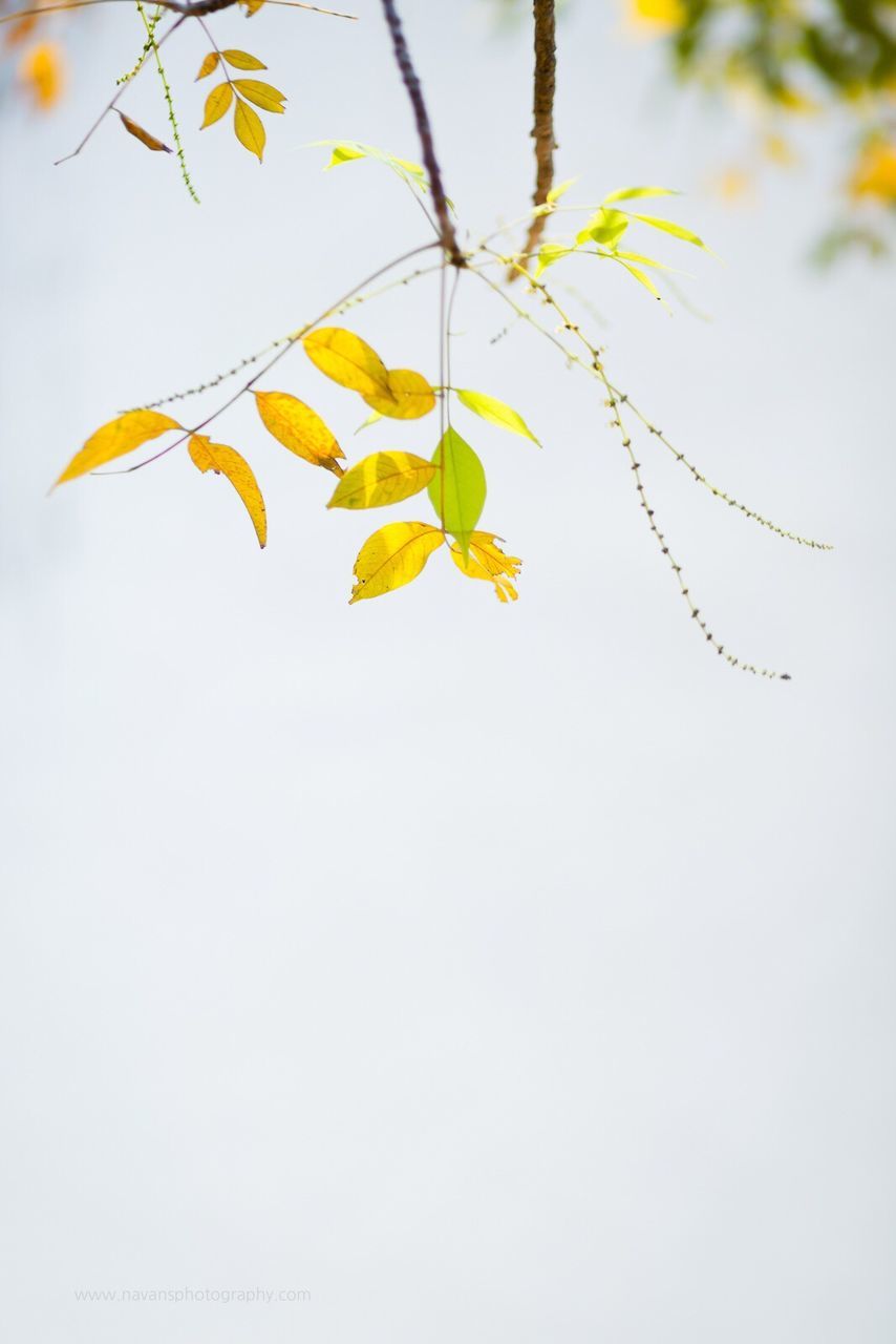 leaf, autumn, white background, change, no people, nature, close-up, day, beauty in nature, outdoors, branch, fragility, maple