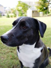 Close-up portrait of black dog