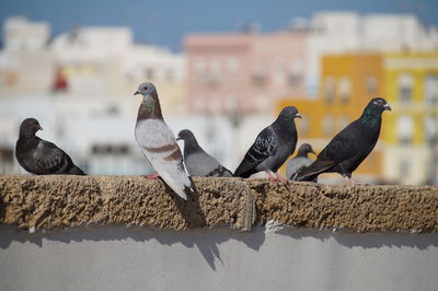 Birds perching on retaining wall