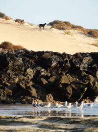 View of birds and goats on beach
