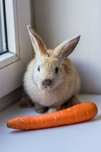 Cheerful and happy decorative rabbit with orange carrot close-up. easter bunny. high quality photo