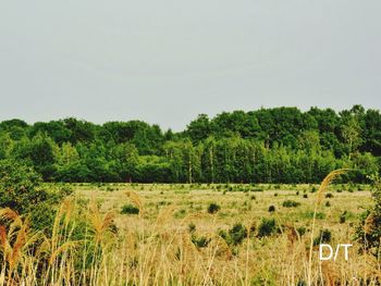 Scenic view of trees on field against clear sky