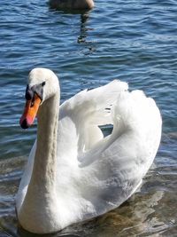 Close-up of swan in lake