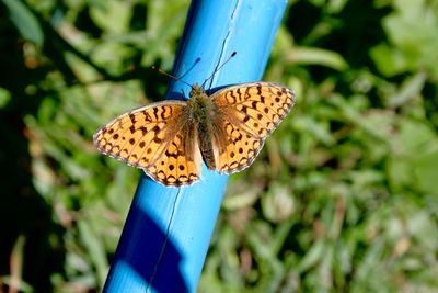 Butterfly on flower