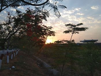 Trees on field against sky during sunset