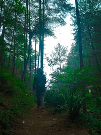 Rear view of man walking amidst trees in forest