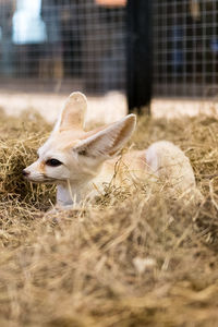 Close-up of fox sitting on grass