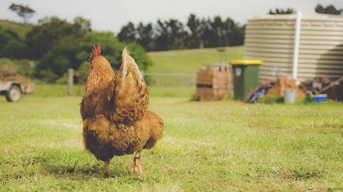 Close-up of hen on field