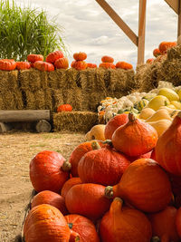 Pumpkins on field