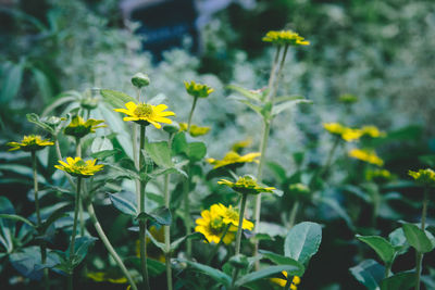 Close-up of yellow flowering plant on field