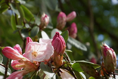 Rhododendron pink