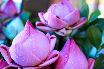 Close-up of pink flowers blooming outdoors