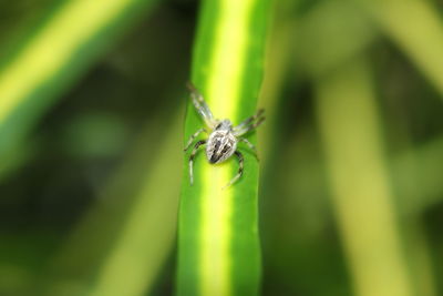 Close-up of insect on leaf