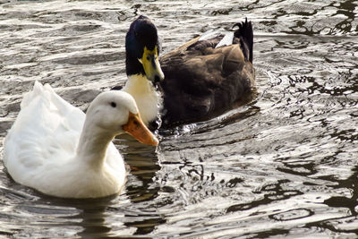 Swans swimming in lake