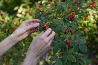 Two hands hold rose hips by the bush