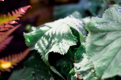Close-up of leaves