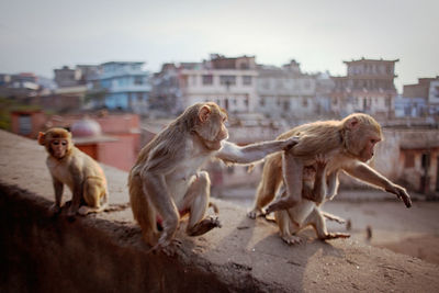 Monkeys sitting on retaining wall