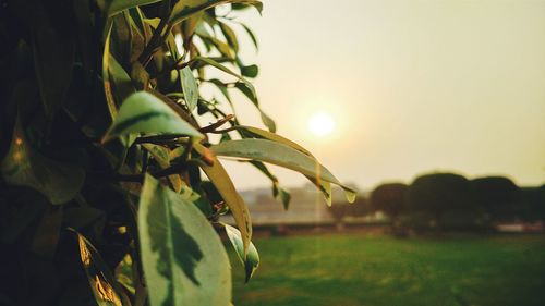 Close-up of plant against sky at sunset