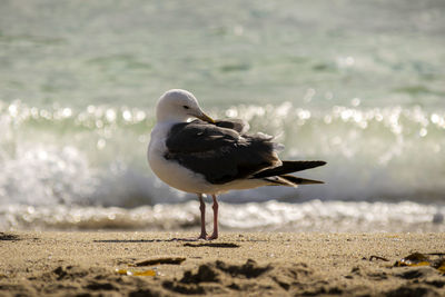 Close-up of seagull on beach