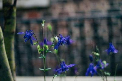 Close-up of purple flowers blooming outdoors