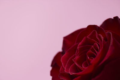 Red rose on pink background