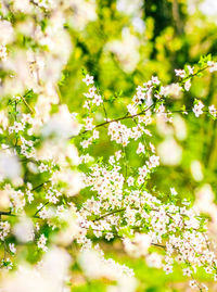 Close-up of cherry blossom