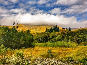 Trees in forest against sky