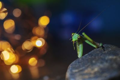 Closeup of praying mantis near stone seems to be in dreamland