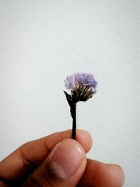 Close-up of hand holding flower over white background