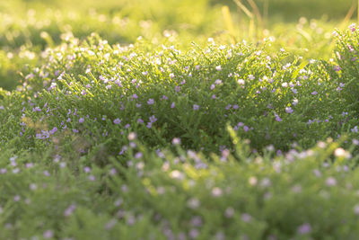 Close-up of flowering plants on field