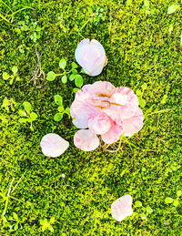 High angle view of pink flowering plants on field