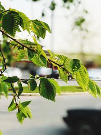 Close-up of ivy growing on tree