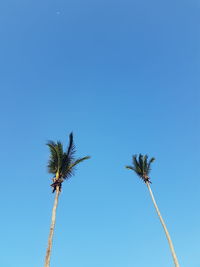 Low angle view of coconut palm tree against clear blue sky