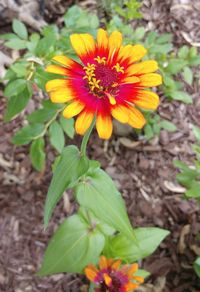 High angle view of yellow flowering plant on field