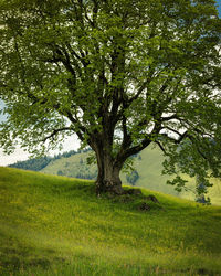 Scenic view of trees on field