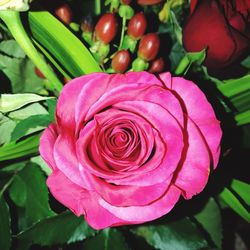 Close-up of pink flower