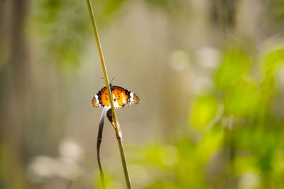 Close-up of butterfly on plant
